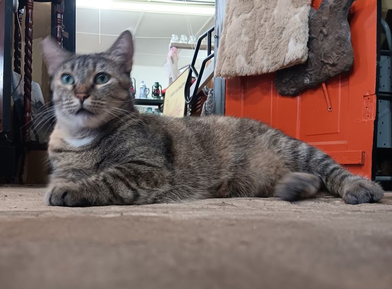 Watch For The Shop Cat While You Browse