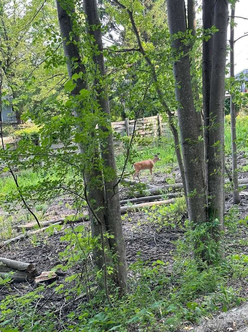 Watch For Wildlife, Especially At Quieter Hours