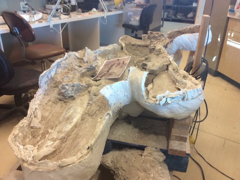 Watch Fossils Emerge In Real Time Watch Fossils Emerge In Real Time