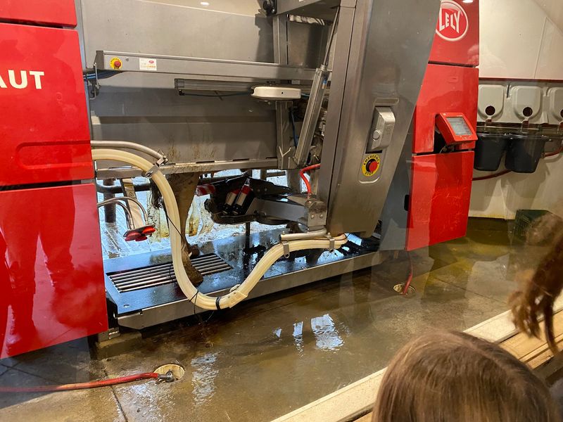 Watch Modern Milking In Action