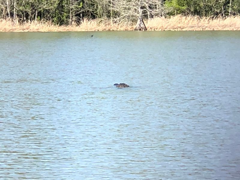 Watch Out For The Alligators Watch Out For The Alligators