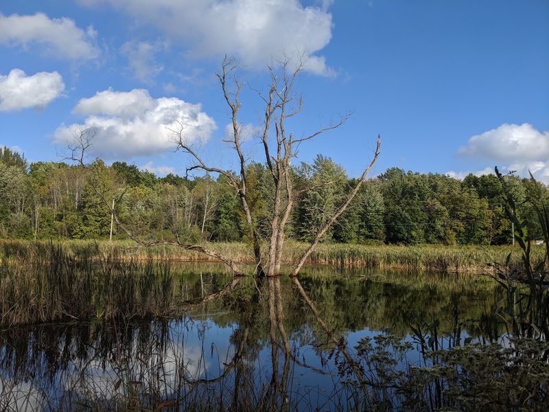 Watch Restoration Happen In Real Time