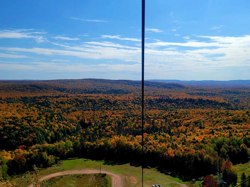 Watch The Forest Change Watch The Forest Change