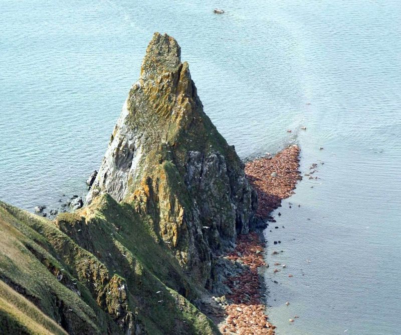 Watch Walruses At Round Island 