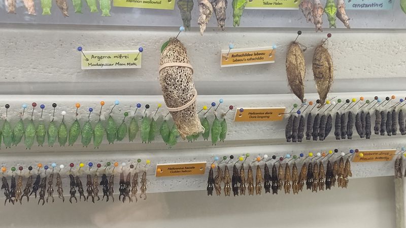 Watching New Wings Emerge From Cocoons