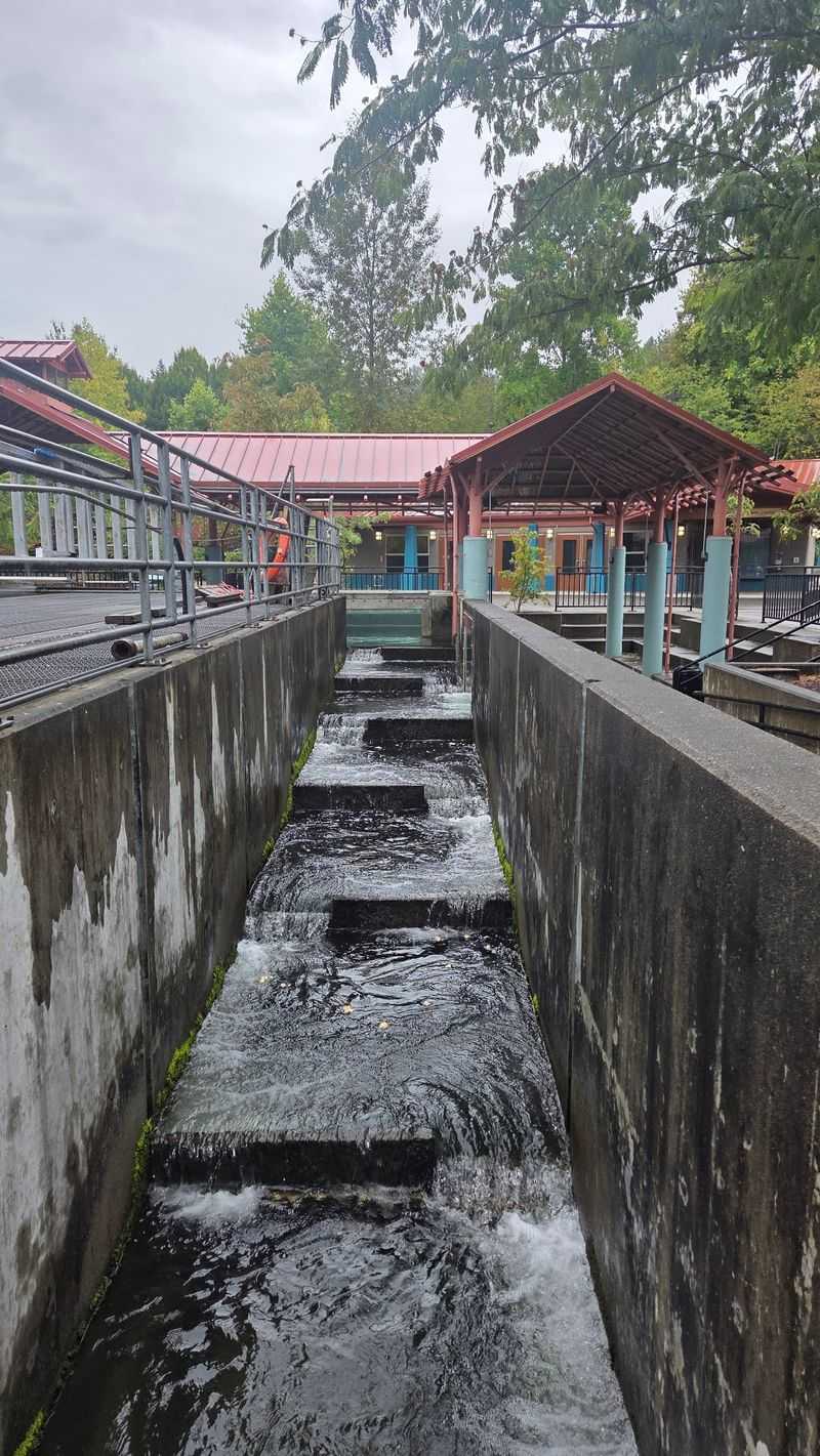 Watching Salmon Leap the Fish Ladder