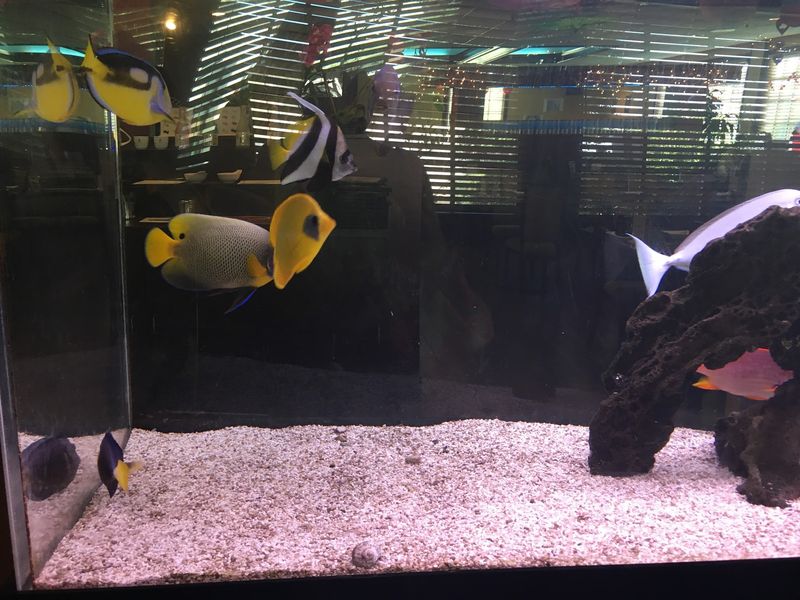 Watching The Fish Tank