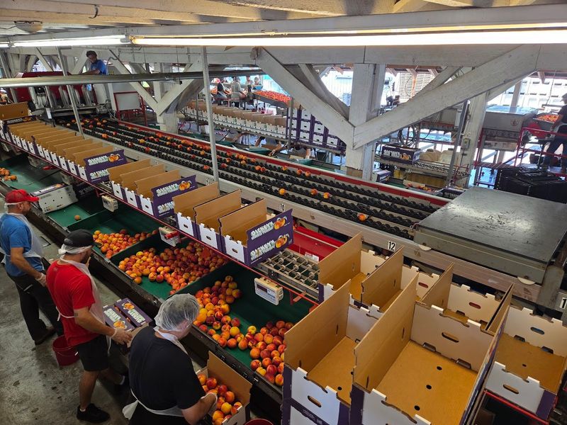 Watching The Peach Packing Line In Action Watching The Peach Packing Line In Action