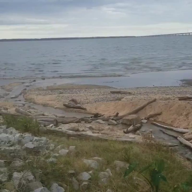 Water Snakes Ruling The Shallows