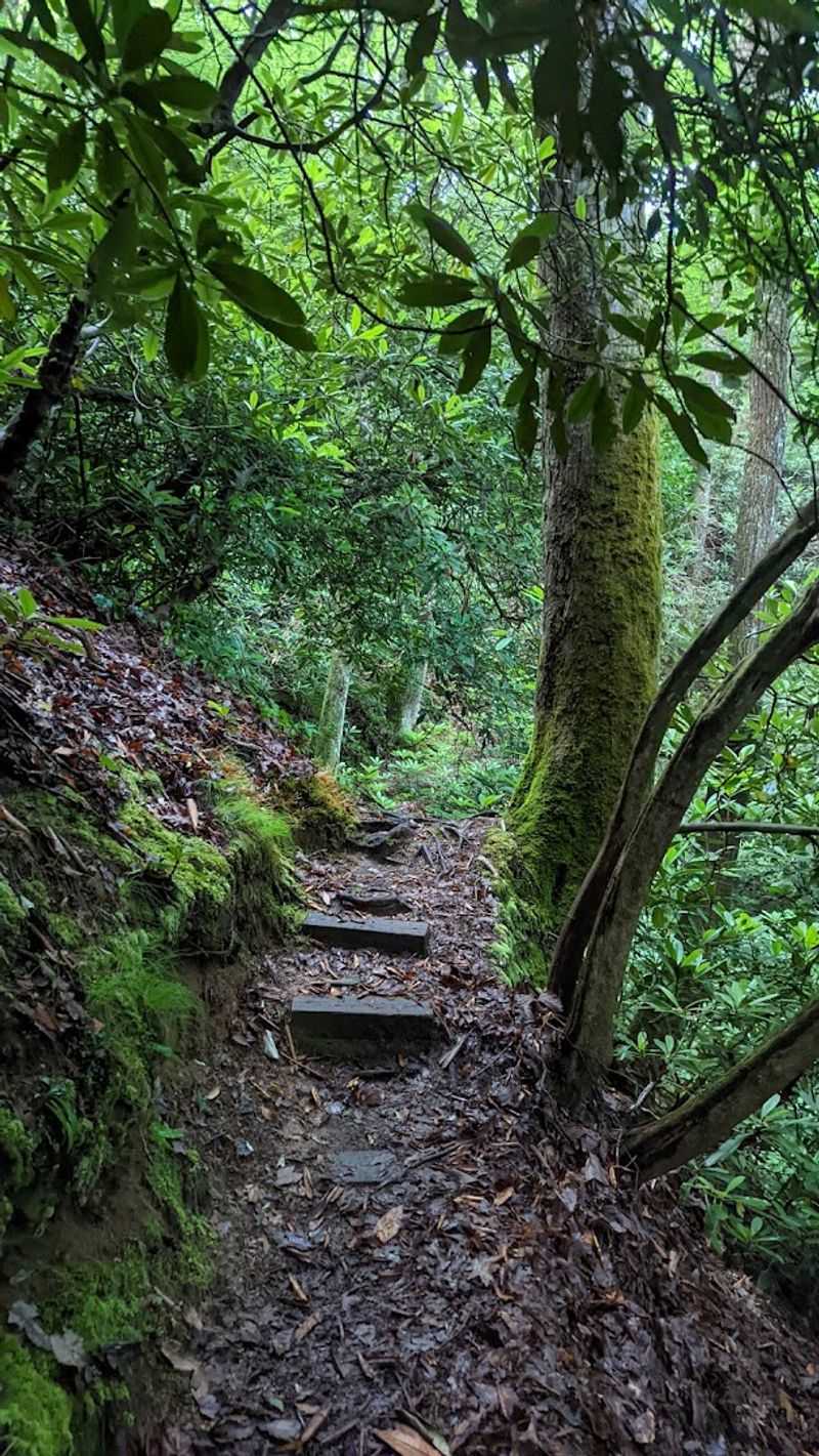 Spring Blooms Along The Trail