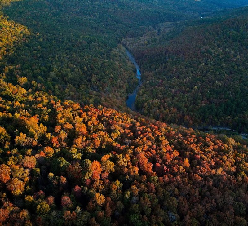 Unbroken Forest Views With No Development In Sight