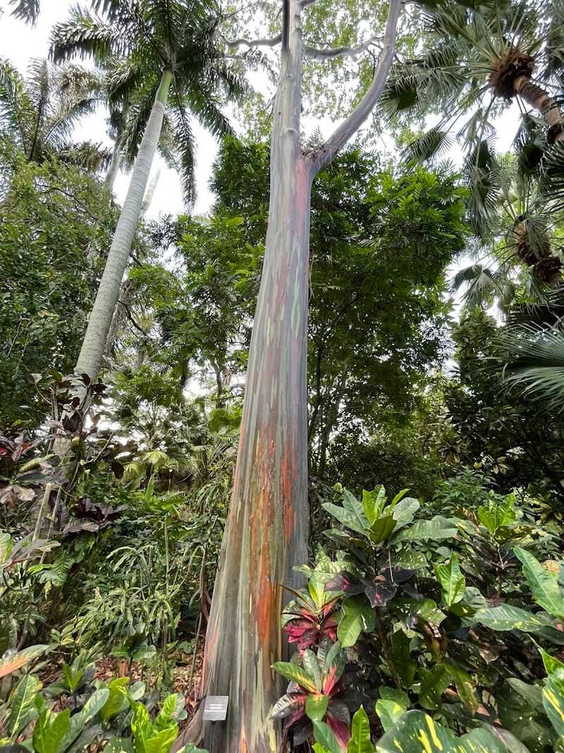 Rainbow Eucalyptus Trees That Look Painted By Hand