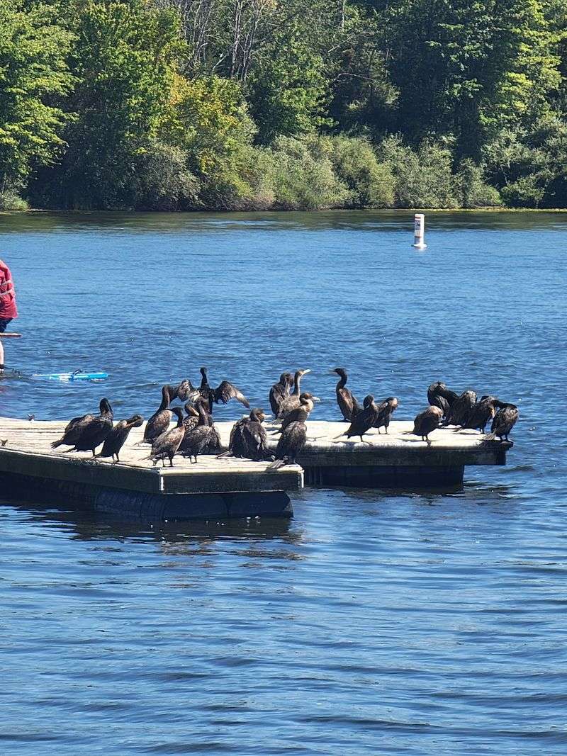 Waterfowl Stopovers And Wildlife Watching