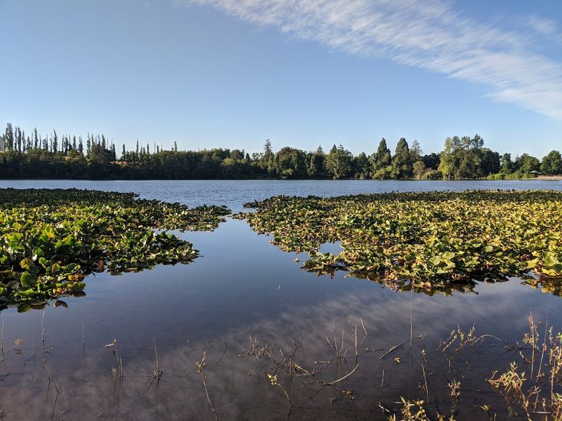 Waughop Lake And Its Peaceful Trail Loop