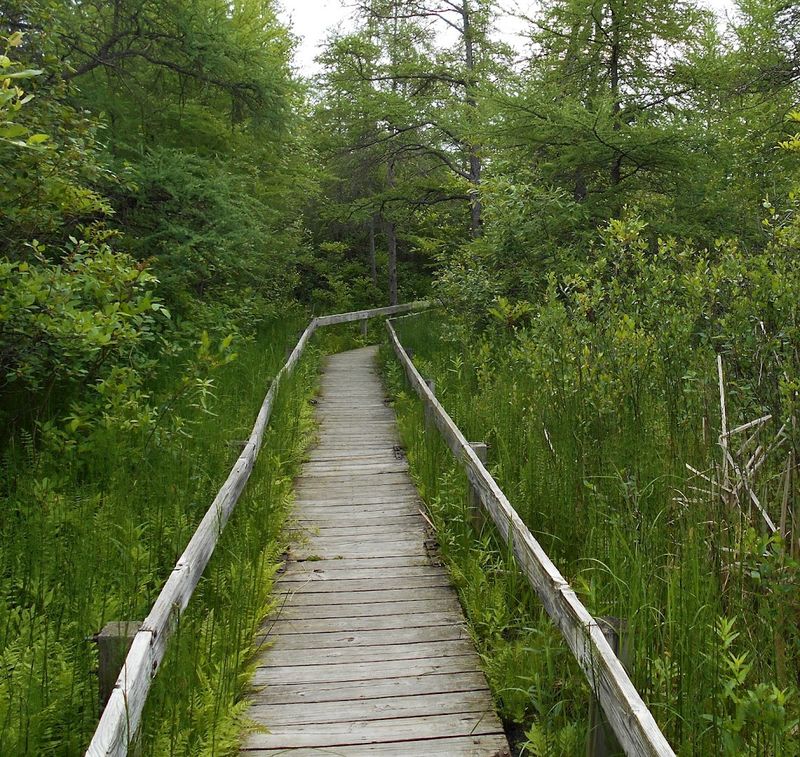 Volo Bog State Natural Area, Ingleside