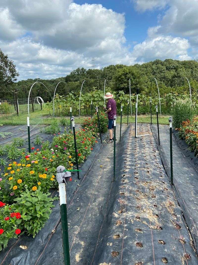 Respect The Rows And Stay On Designated Paths