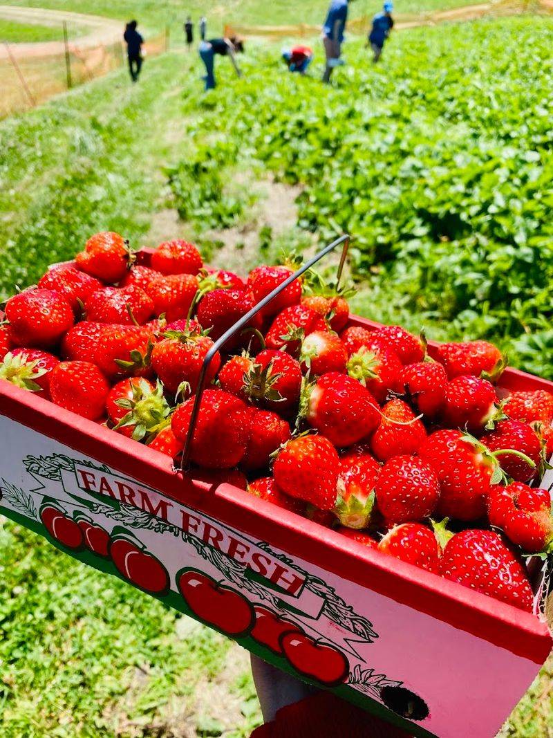 Triple B Farms, Monongahela