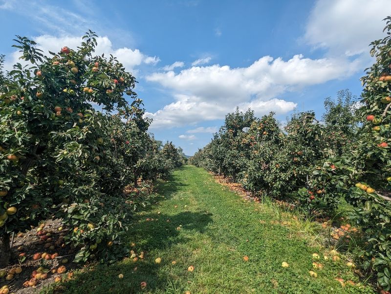 Brecknock Orchard, Mohnton
