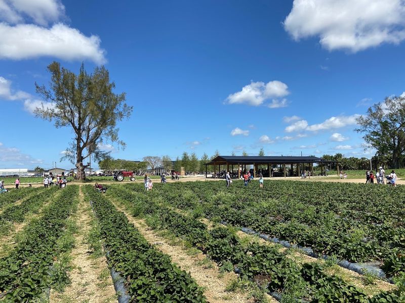 The Berry Farm, Miami