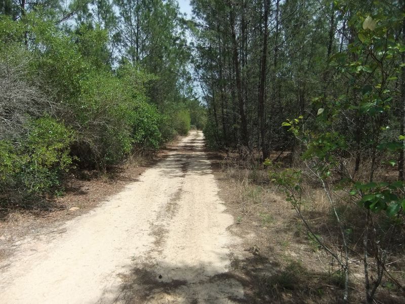 Welcome To Florida's Oldest Forest Neighborhood