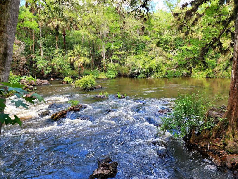 Hillsborough River State Park Rapids - Thonotosassa