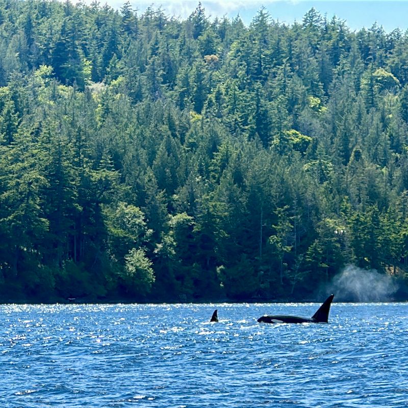 Whale Tales Without Leaving Town