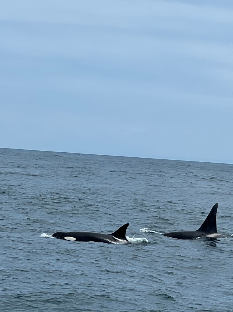 Whales, Seals And Feathered Locals