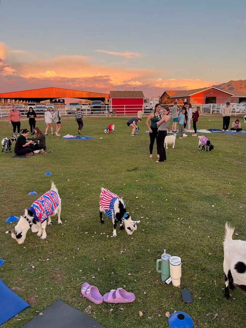 What Actually Happens During A Goat Yoga Class