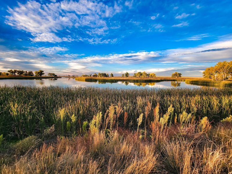What Else Lives In This Urban Prairie What Else Lives In This Urban Prairie