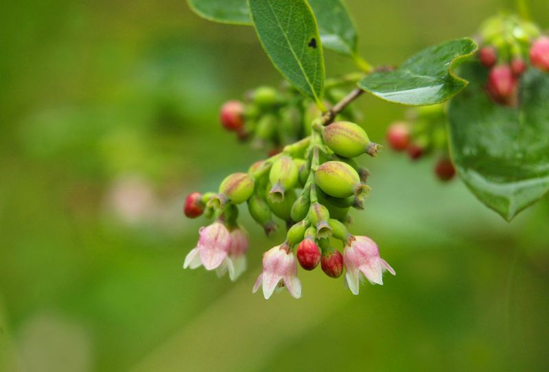 What Makes Huckleberries So Wildly Special