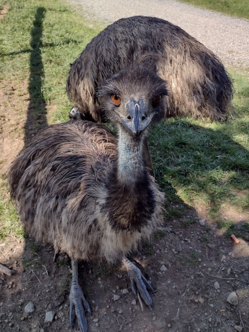 What Makes Lake Tobias Wildlife Park Truly Stand Out