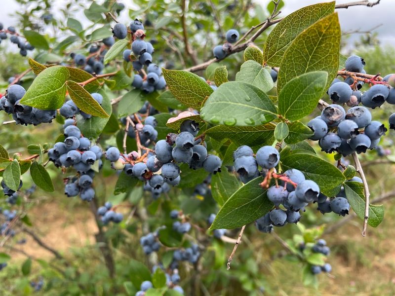What Makes These Berries Special