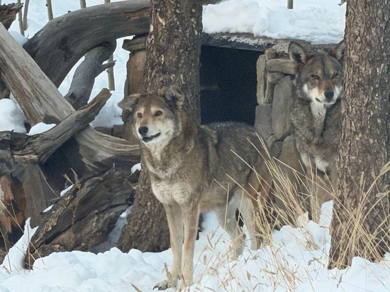 What Makes This Sanctuary Unlike Any Zoo You Have Ever Visited