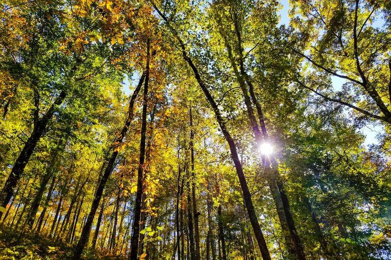 Exploring The Surrounding Forest And Creek Areas