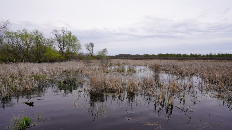 What Makes a Bog Quake?