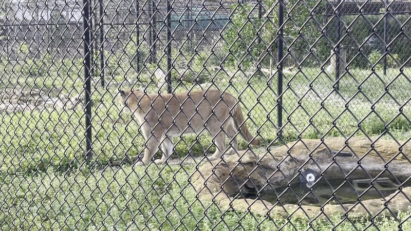 The Animals You Will Actually See Up Close