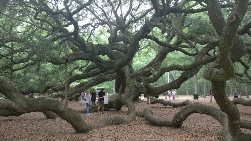 The Roots Run Deep, Literally