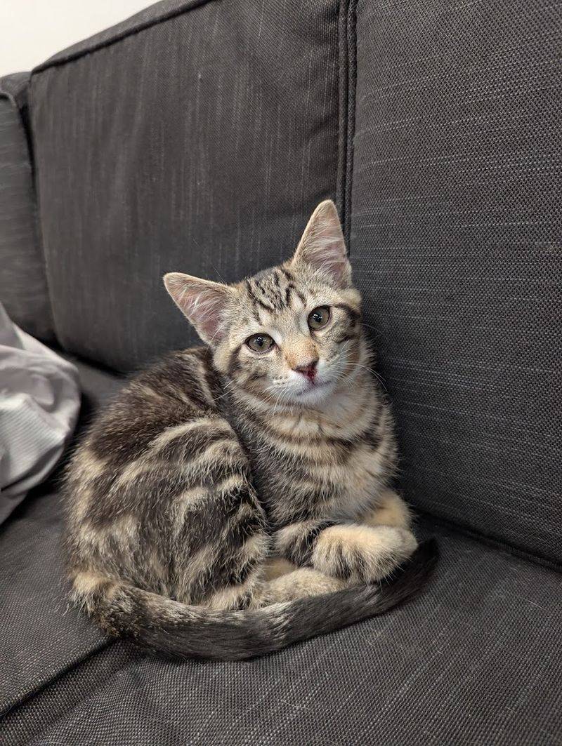 The Cats Are All Rescues Waiting For Homes