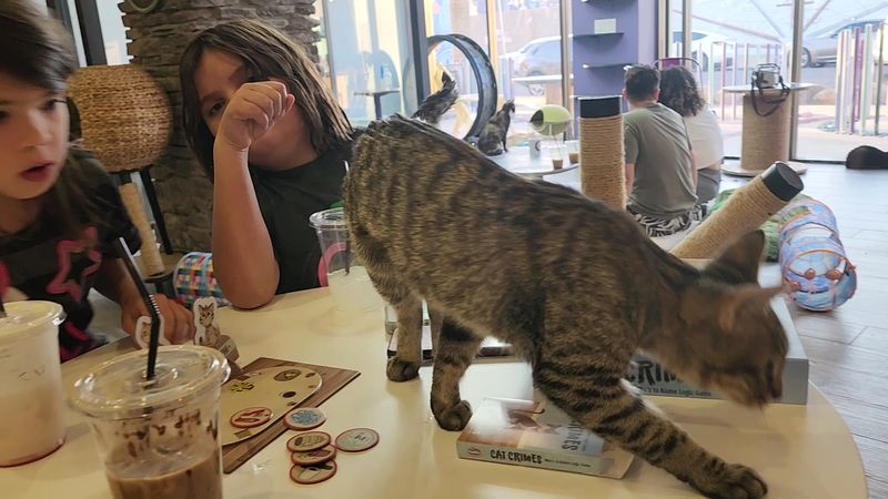 Beverages, Bites, And the Cafe Side Of Things