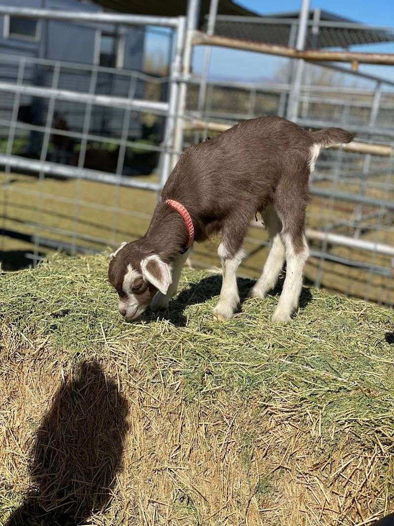 What To Expect During A Baby Goat Snuggle Session What To Expect During A Baby Goat Snuggle Session