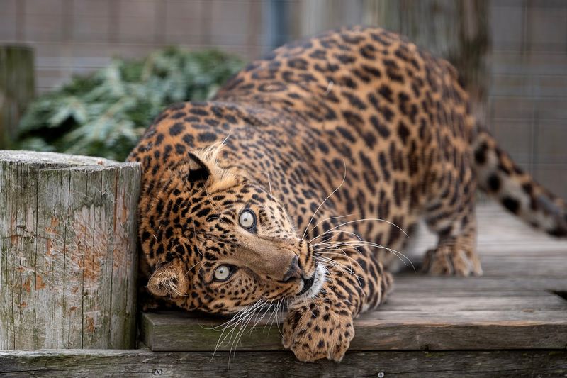 A Closer Look At The Refuge's Conservation Mission