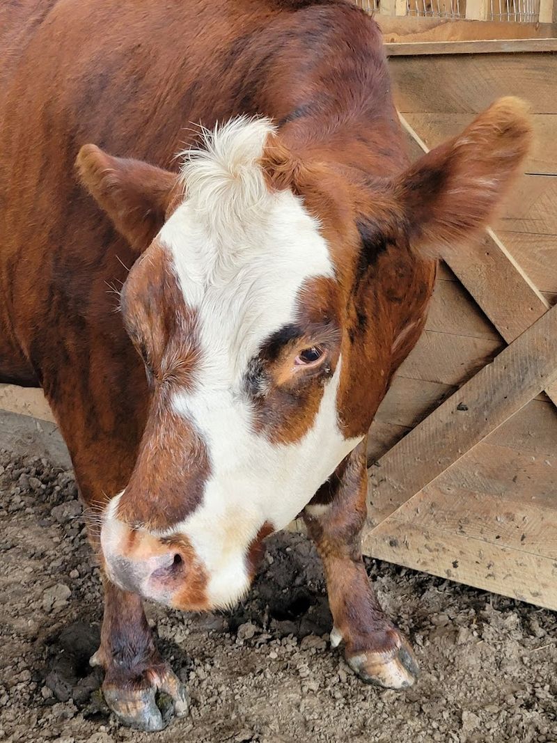 What Visitors Say About The Animals' Personalities What Visitors Say About The Animals' Personalities