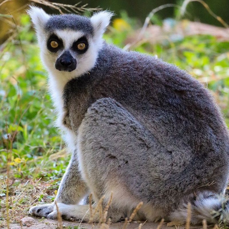 The Lemurs Themselves: Who You're Actually Going to Meet