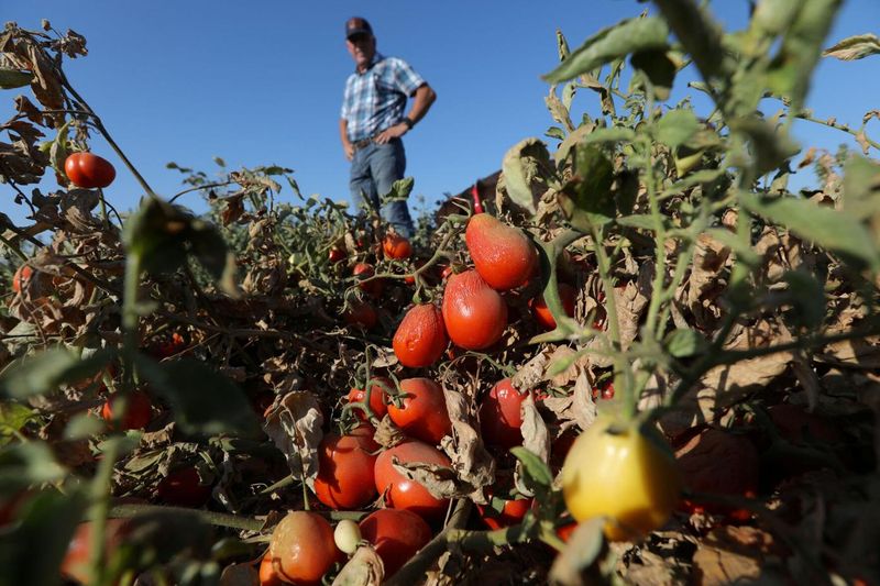 Tomato Troubles Brewing