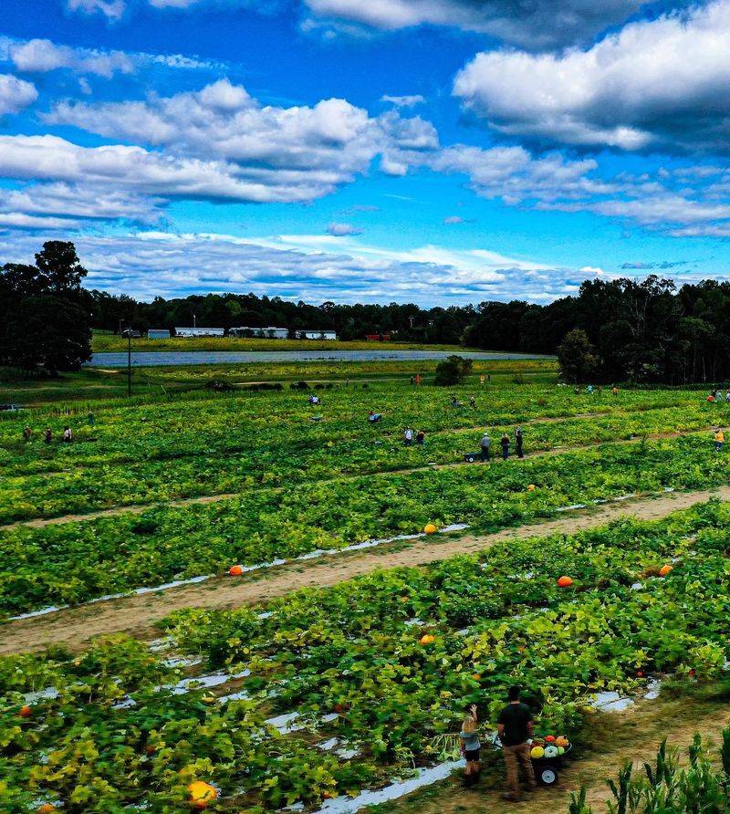 Wheel Your Way Through More Than 110 Kinds Of Pumpkins