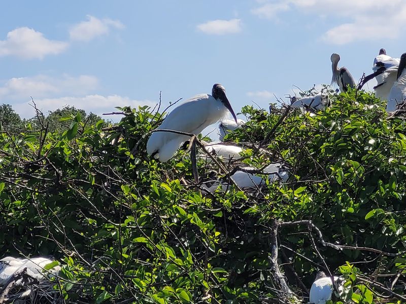 Year-Round Nesting Bird Spectacle