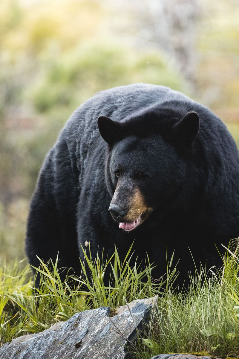 When Bears Are Wide Awake