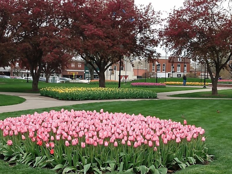 When Iowa Blooms Dutch
