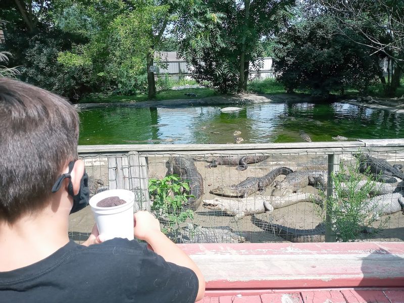 When M-66 Starts Advertising Alligators, Believe It