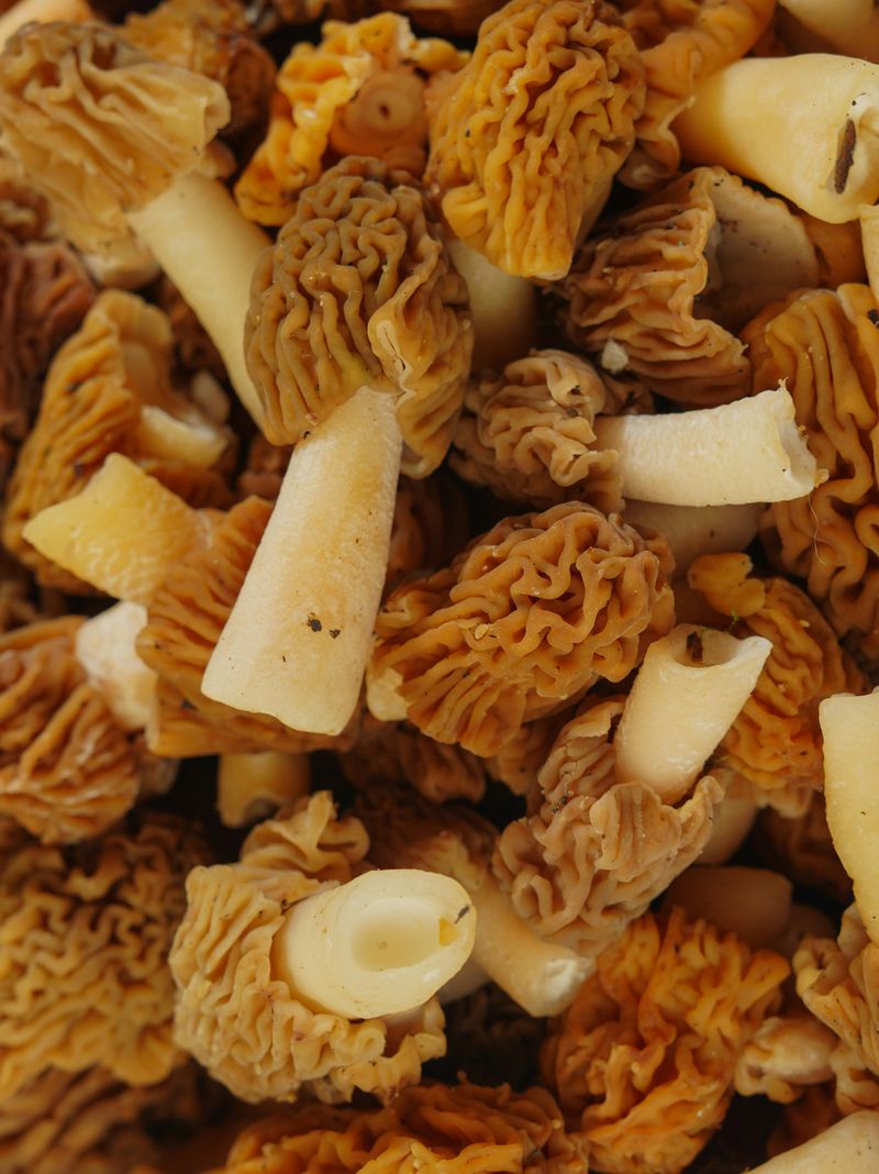 Where To Find Morels In Arkansas